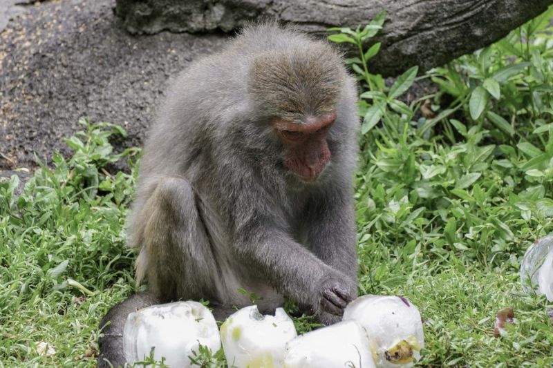 地球暖化天氣熱，動物降溫各有妙招，獼猴玩成水上樂園，圖中正在玩冰塊。   圖／臺北市立動物園授權提供