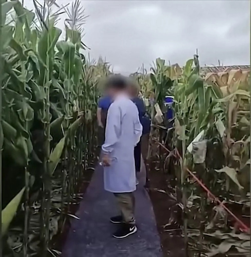 近日中國網路傳流「高官鋪地毯考察玉米地」，當局趕緊澄清。   圖：翻攝自新京報