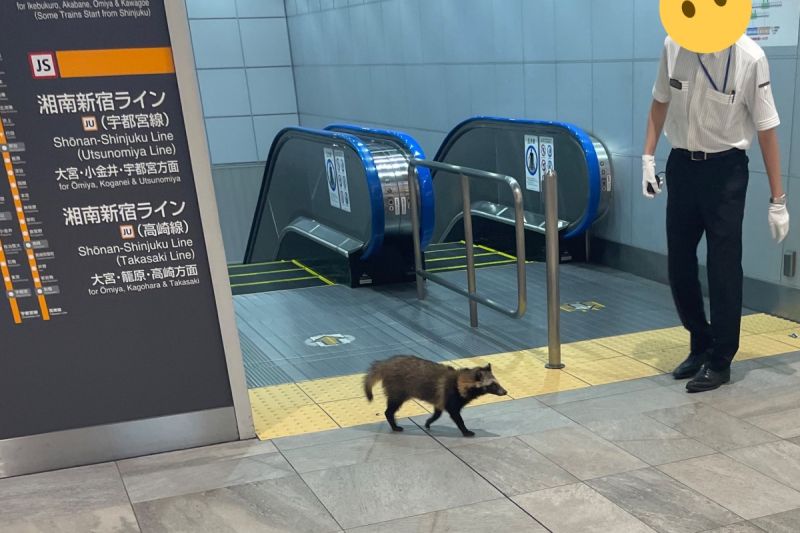 ▲日本新宿出現貉在街上趴趴走，電車人員忙阻攔：「別去月台啊！」   圖／Twitter：film_12__g81