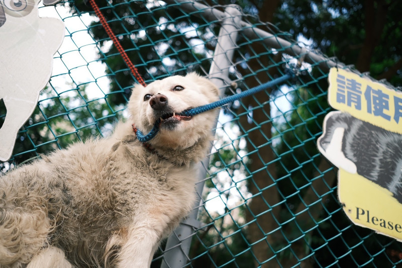 白犬「流蘇」會咬牽繩定格不走。   圖：新北市動保處提供