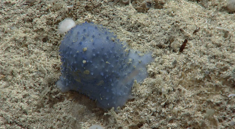 加勒比海近日發現「藍色海怪」，NOAA 目前稱之為「未知生物（Unknown Organism）」。   圖：翻攝自NOAA網頁