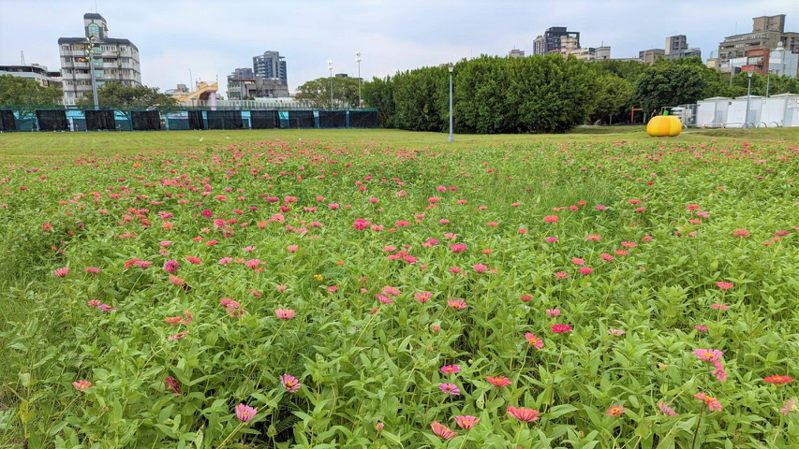 在中正河濱公園的百日草花，近期已陸續開花。   圖：北市工務局/提供