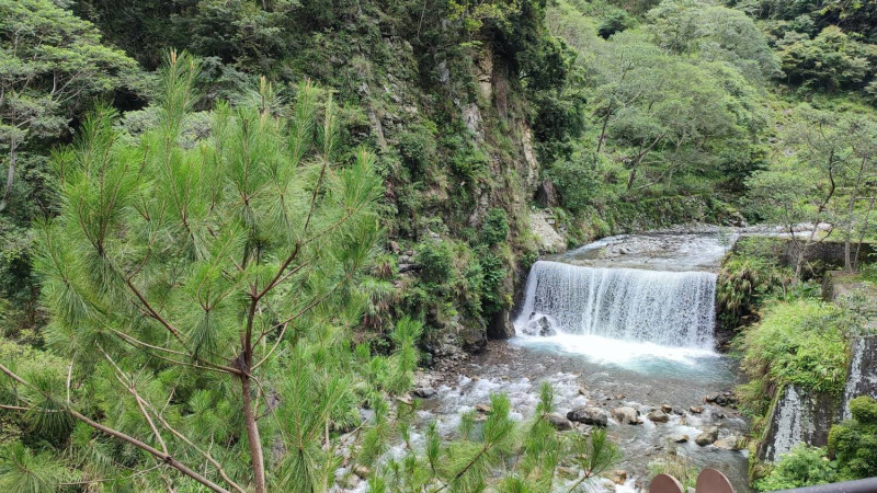 遊客可到八仙山森林遊樂區享受療癒森林浴。   圖：東勢林管處／提供