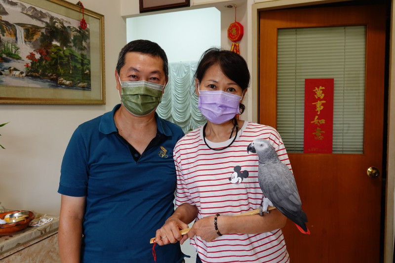 灰鸚鵡旺來與張姓飼主合照。   圖：新北市動保處提供