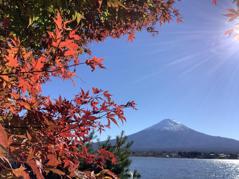 自由行解禁，富士山與紅葉美景就很容易觀賞到了   圖:劉黎兒/攝