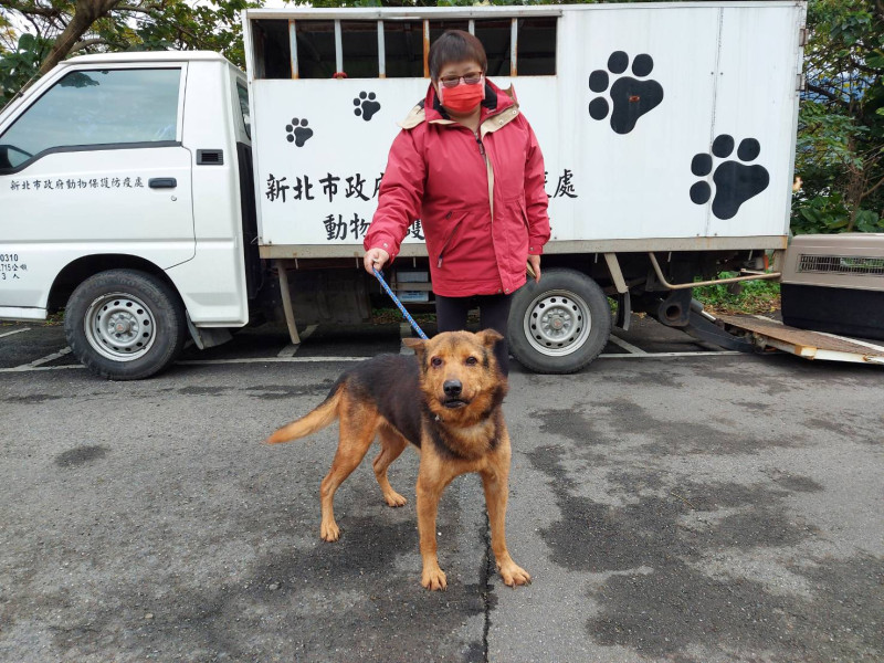 流浪犬櫻桃眼手術痊癒後，已被愛心人士帶回原處安置。   圖：新北市動保處提供