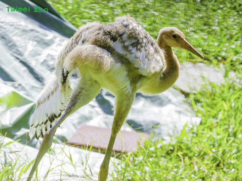 丹頂鶴寶寶開始換羽，長出一些白色的羽毛。   圖：台北市立動物園/提供
