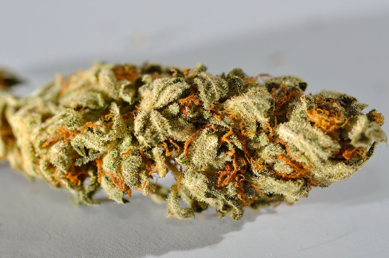 在參眾兩院相繼通過大麻合法化法案最終版本後，加拿大總理杜魯道今天宣布，加拿大大麻合法化正式上路時間，訂在10月17日。圖為大麻。   圖：翻攝自維基百科。