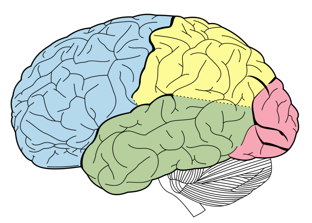 一項研究顯示，人類的人格特質可能與腦形狀有關。   圖：翻攝自維基百科。