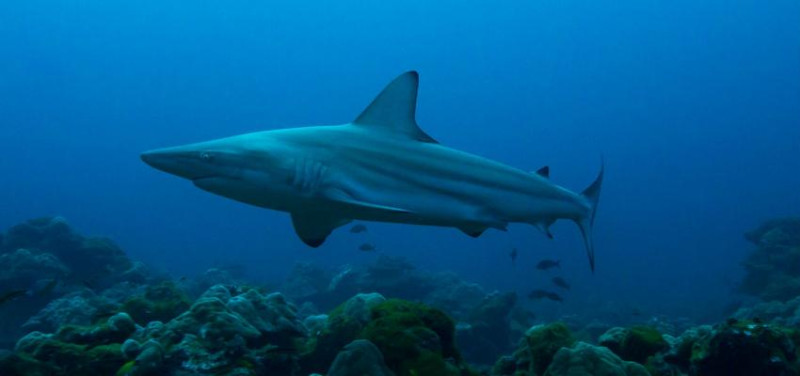 哥斯大黎加生態豐富，海域有鯊魚悠游。   圖：翻攝美洲環境保護協會/Vlad Karpinskiy/Creative Commons