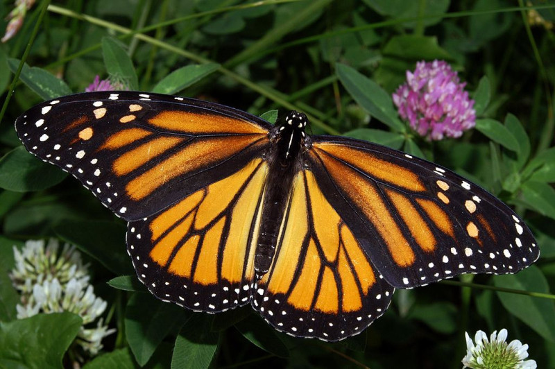 帝王斑蝶是北美洲最廣為人知的蝴蝶，遷徒越冬的路線長達5500公里。   圖：翻攝維基網站/Kenneth Dwain Harrelson