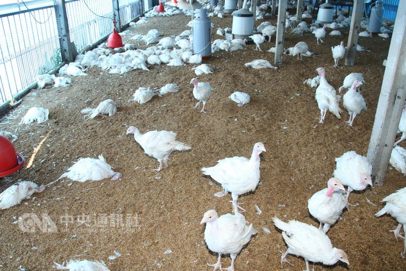 農委會防檢局表示，台南一處火雞場日前發生火雞暴斃事件，12日火雞檢體確診為也確定是H5N6亞型高病原性禽流感，以依標準程序執行防疫處置工作。圖為養殖場9日情況。   圖：中央社資料照片