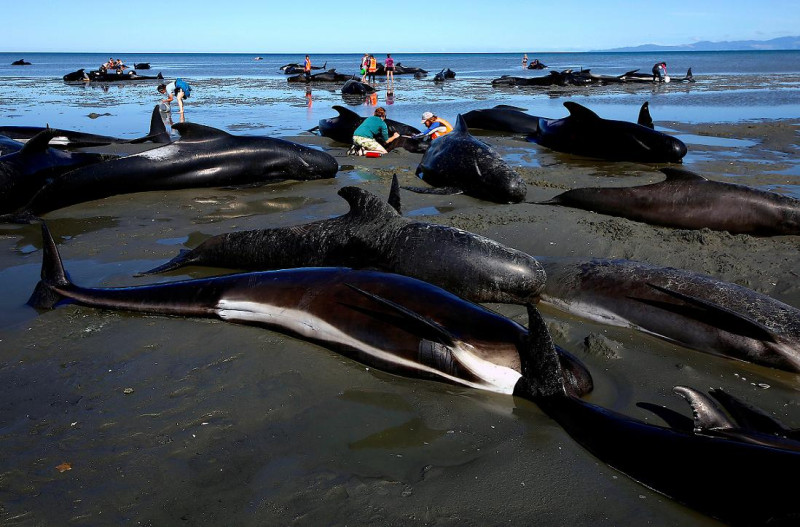 紐西蘭南島北端的送別岬（Farewell Spit）10日發生近年來規模最大的鯨魚擱淺事件，約有650頭領航鯨（Pilot whale）受困於沙灘上，其中有300餘隻死亡。   圖：達志影像/路透社。
