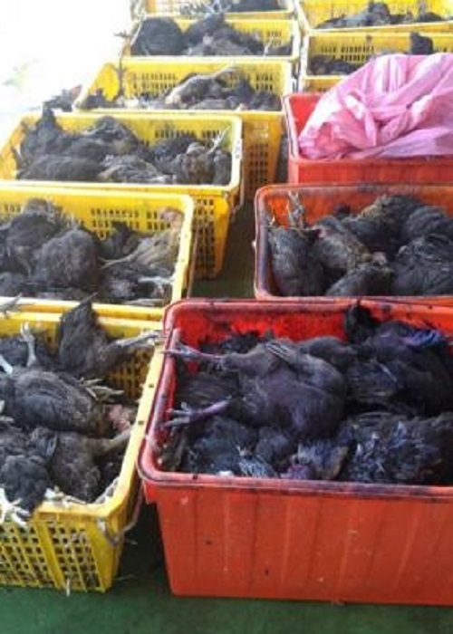 高雄市湖內區傳雞隻疑染禽流感，市府動物保護處立刻勒業者冷凍封存已宰殺的雞隻。   圖： 高雄市政府提供