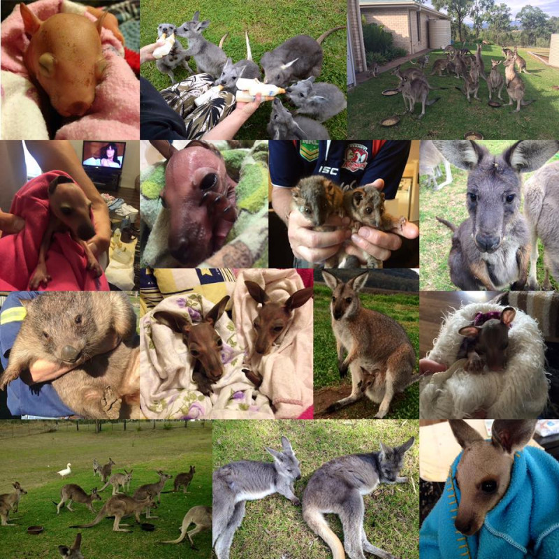 澳洲救援袋鼠機構「獵人谷」每年都救出不少袋鼠孤兒，也批評當局的撲殺袋鼠政策。   圖：翻攝「獵人谷」臉書