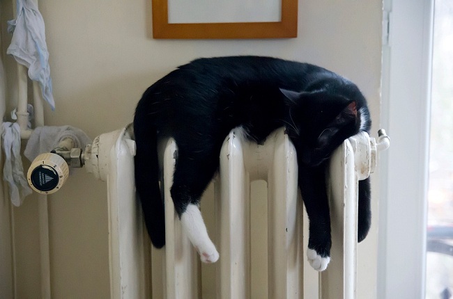 天氣忽冷忽熱，貓咪的保暖格外重要。   圖：寵毛網petsmao資訊平台提供