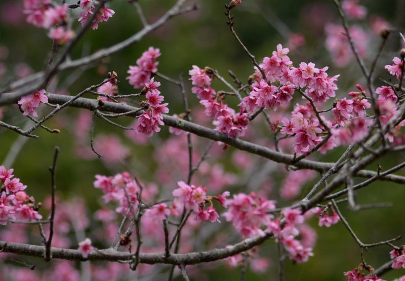 台中東勢林場盛開的櫻花也陸續綻放中。   圖：截取自觀光局官網