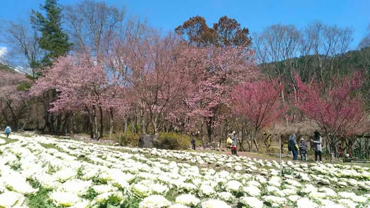 武陵農場目前正值櫻花季，是賞櫻的名勝景點。   圖：徐永生提供