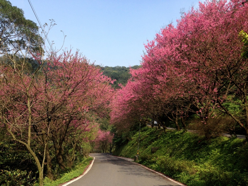 三芝三生步道路旁沿途栽種山櫻花、吉野櫻及八重櫻，綿延70公里。   圖：截取自觀光局官網