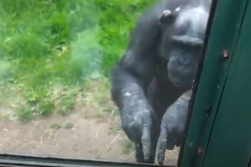 動物園內黑猩猩對遊客比手語求釋放，眾人見影片心碎，網友卻曝反轉結局。   圖／Youtube：The Dodo