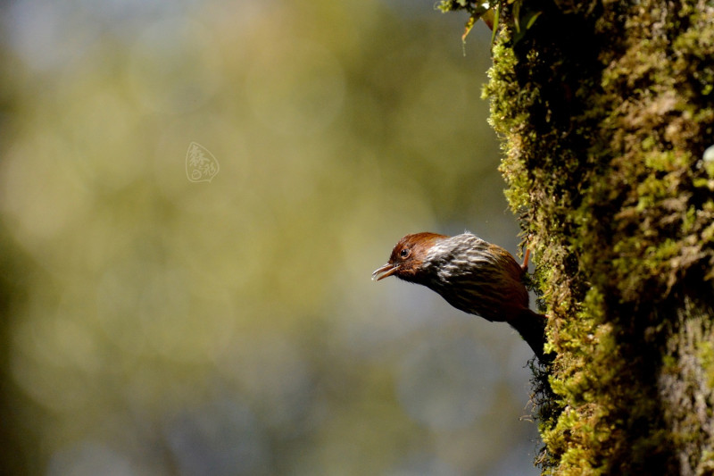 紋翼畫眉是巨木步道常見的特色鳥種。   圖：新竹林區管理處／提供