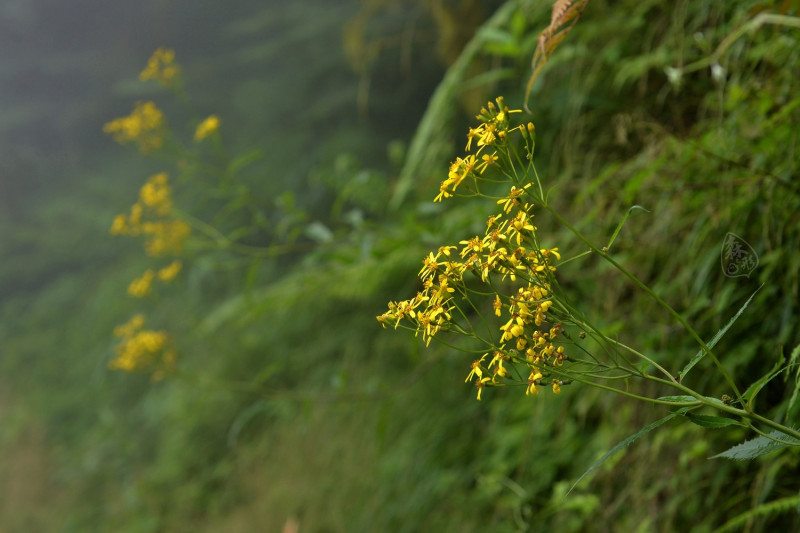 黃菀散佈在森林底層，如同別名「千里光」在迷霧中顯得耀眼。   圖：新竹林區管理處／提供
