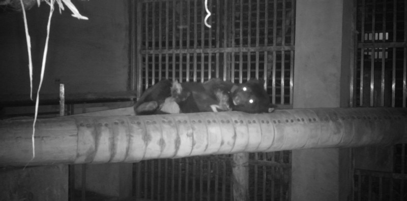 東卯山黑熊在低海拔試驗站夜間休息。   圖：林務局／提供