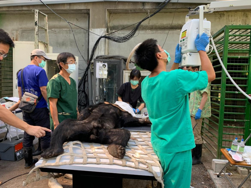 東卯山黑熊於低海拔試驗站中進行健康檢查。   圖：林務局／提供