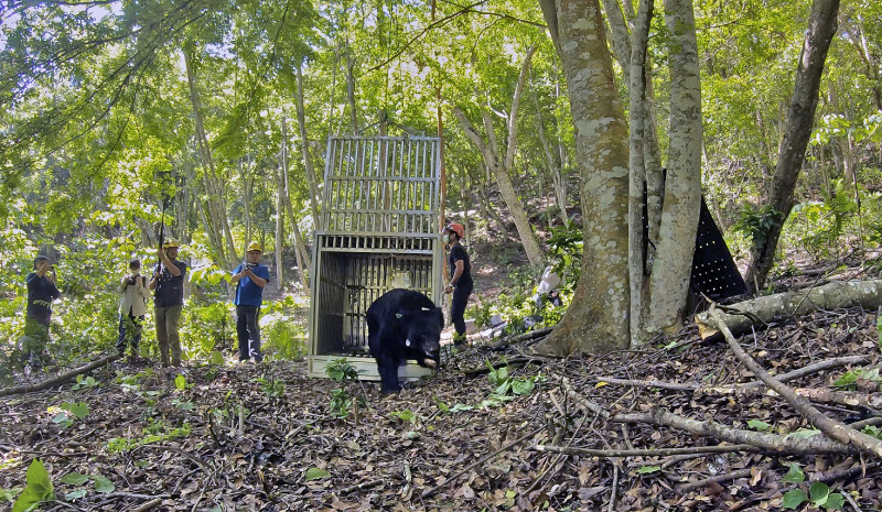 黑熊野放出籠，由護管員鳴槍進行負面制約（避免黑熊過度親近人類）。   圖：林務局／提供