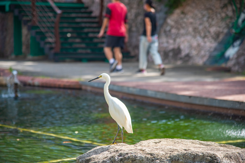 白鷺鷥也是中港大排常客。   圖：新北市水利局提供