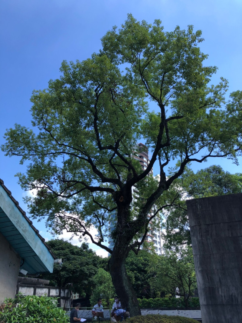國家人權博物館所提報位於「景美紀念園區｣內之樟樹，樹齡超過50年，審議通過為新北市珍貴樹木。   圖：新北市景觀處提供