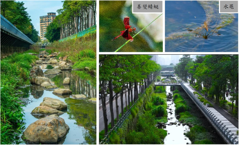 河域內塊石堆砌與多樣水域植生營造優質水域生態環境「藤寮坑溝排水及大窠坑溪水環境營造統包工程-藤寮坑溝」。   圖：新北市水利局提供