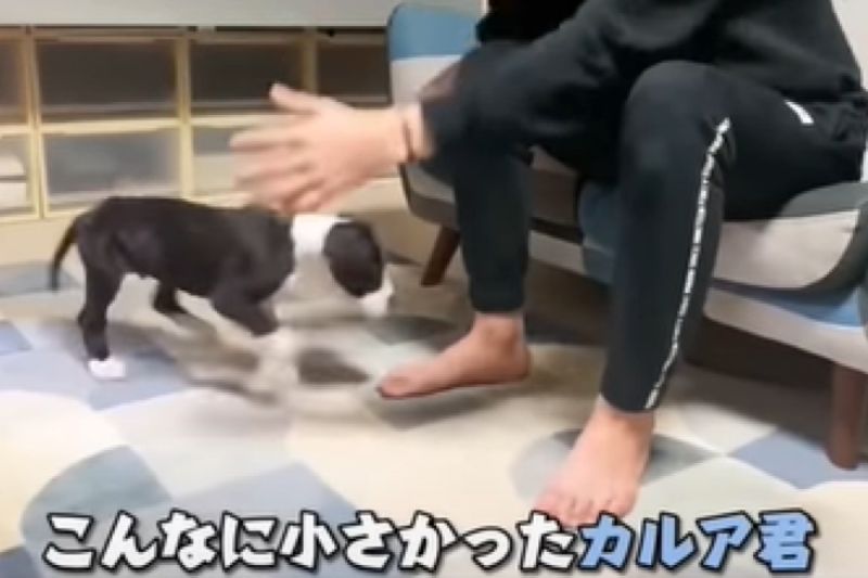 「世界最高的狗」大丹狗幼犬長多快？飼主曝3個月後對比：「長超大」。（圖／Youtube：あにまるず Animals）   圖／Youtube：あにまるず Animals