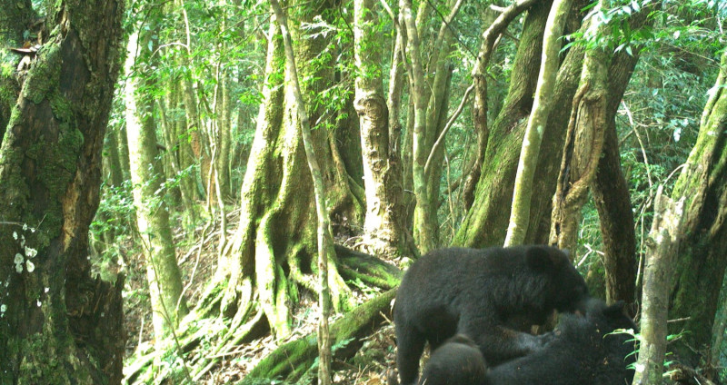 已經長大的「Mulas」，身旁還多了一隻黑熊同伴，一起在山林裡嬉戲、玩耍。   圖：台東林管處／提供