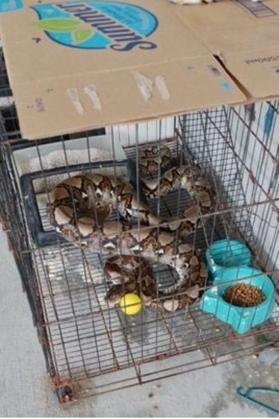 驚見五尺巨蟒躺貓籠中 愛貓遭活吞   圖：翻攝自《中國報》