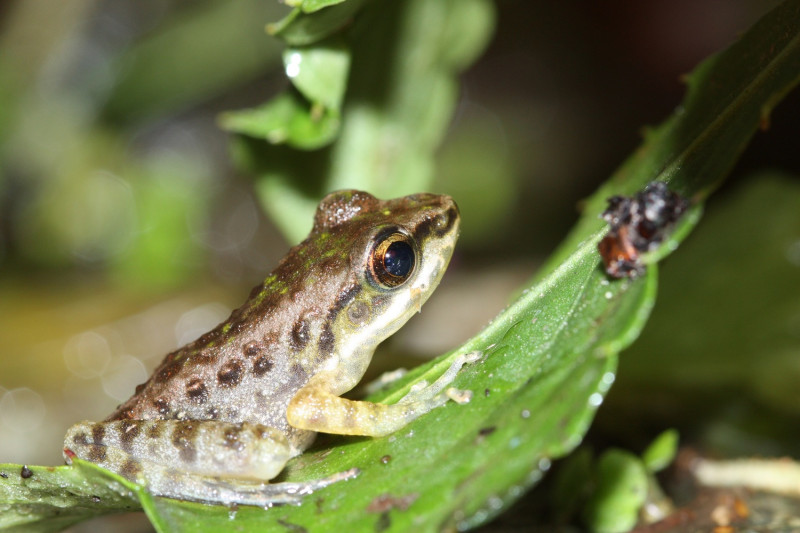 八仙山國家森林遊樂區具有豐富的蛙類生態資源(圖為斯文豪氏赤蛙)。   圖：八仙山自然教育中心／提供
