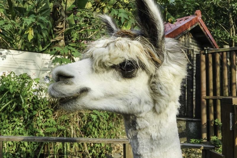 新羊駝加入園內找對象，飼育員為防近親忙翻，期待有國慶寶寶誕生。   圖／臺北市立動物園授權提供