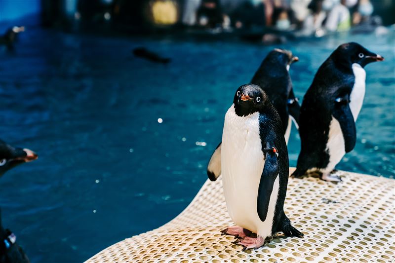 國立海洋生物博物館近日就在官網貼出投標資訊，標售標的物為巴布亞企鵝24隻、頰帶企鵝6隻、阿德利企鵝6隻。   圖：國立海洋生物博物館/提供