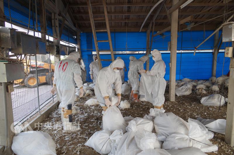 台南市下營區1處火雞場確認感染高病原性H5N2禽流感 ，動保處18日撲殺2388隻火雞。    圖： 中央社/台南市動保處提供