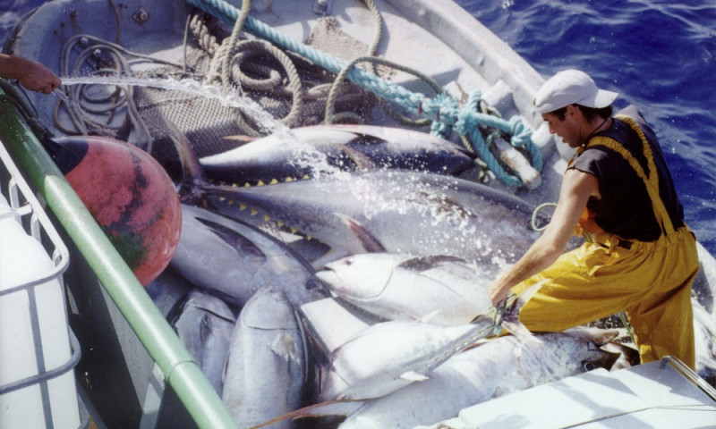 過去台灣擁有全球延繩釣實力最堅強的船隊，延繩釣的鮪魚捕撈量世界第一，但從今年開始不只捕撈量限縮，超過的量也不能入港拍賣，漁民大嘆活不下去了。   圖：翻攝WWF網站