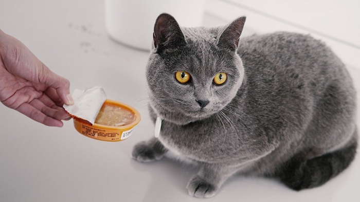 貓罐頭通常含水都會在75%以上，是補充水份的好方法。   圖：寵毛網petsmao資訊平台提供