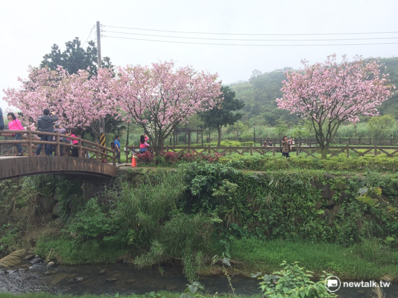 期待了一年，眾所矚目的三芝櫻花季終於在今(4 日)天正式展開了！   圖：陳奕攝