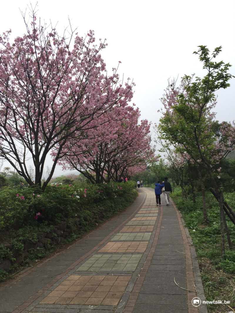 三生步道就有二百多株吉野櫻，以清新脫俗之姿，堆疊出有層次的景緻，早已成為民眾每年必遊的賞櫻地點。   圖：陳奕攝
