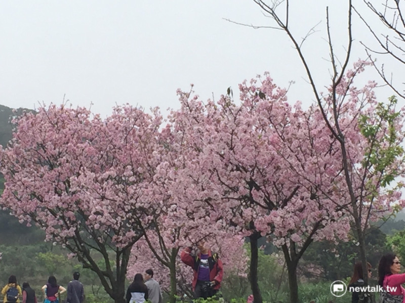 三芝區公所裁種了一萬六千株櫻花，並悉心照料二十多年的櫻花樹，年年茁壯，讓三月的三芝區成為一片櫻花花海，美不勝收。   圖：陳奕攝