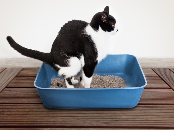 貓咪因為攝取的營養成份和人類不同，再加上便便中常夾雜著貓毛，因此貓便便較人類的便便更難溶於水中！   圖：寵毛網petsmao資訊平台提供