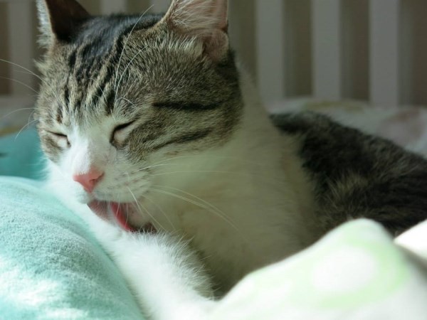 貓咪不停地舔舐身上某個特定部位，極可能就是那個地方不舒服。   圖：寵毛網petsmao資訊平台提供