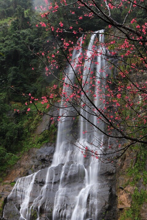 山櫻花搭配瀑布，是烏來經典美景。   圖：張延光提供