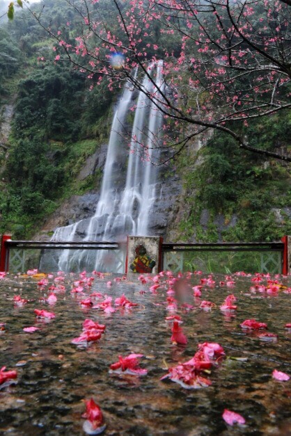 被這波夾帶雨水的冷氣團打落的山櫻花。   圖：張延光提供
