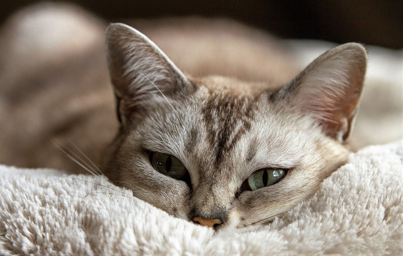貓咪整天待在家，你怕牠們無聊、運動量不足嗎？   圖：寵毛網petsmao資訊平台提供