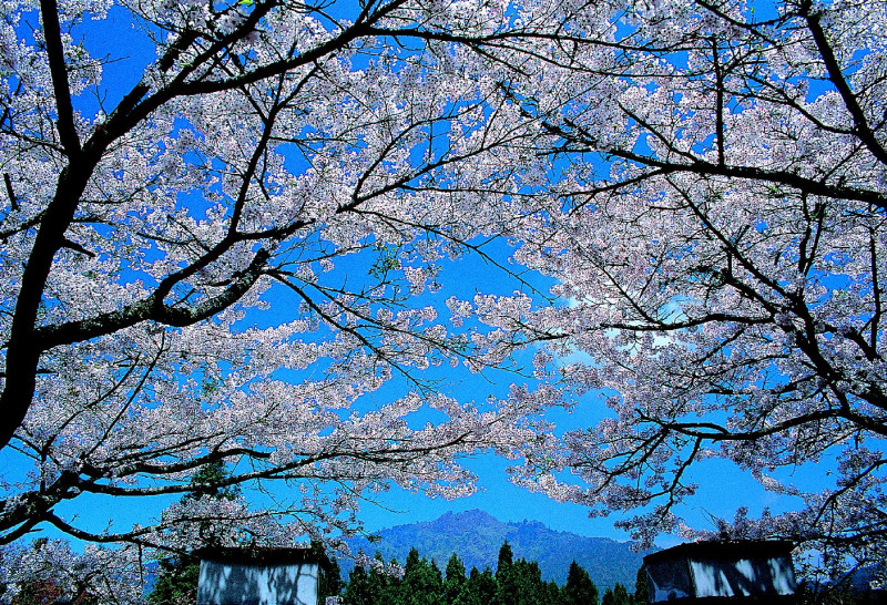 今年寒流來得晚，連帶阿里山櫻花也開得晚。   圖：翻攝自交通部觀光局網站